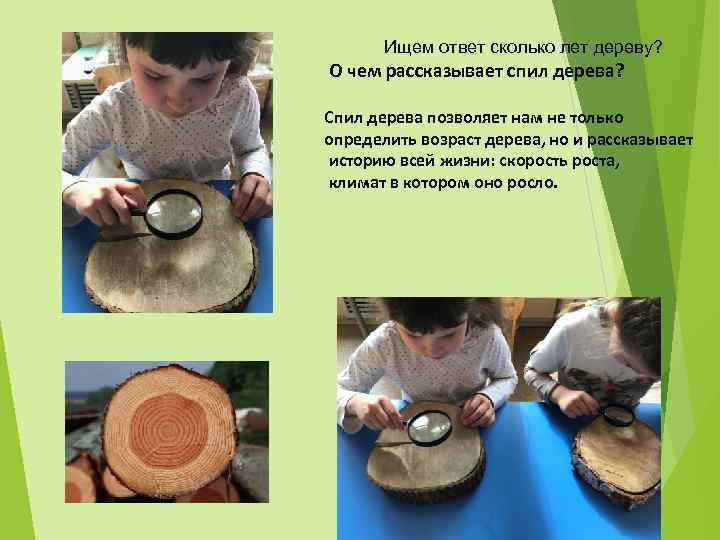Ищем ответ сколько лет дереву? О чем рассказывает спил дерева? Спил дерева позволяет нам