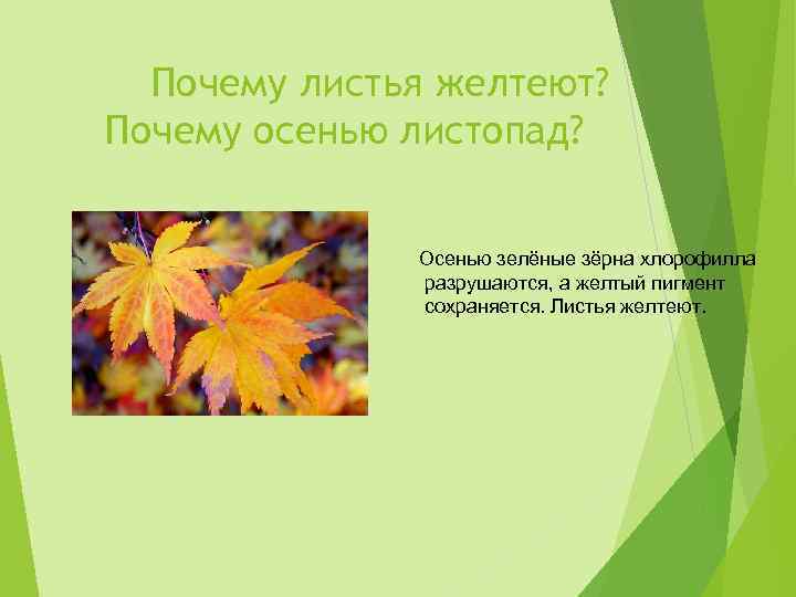 От чего изменяется окраска листьев. Почему листья желтеют осенью. Почему листочки желтеют осенью. Почему листва желтеет осенью. Почему листья растений осенью желтеют.