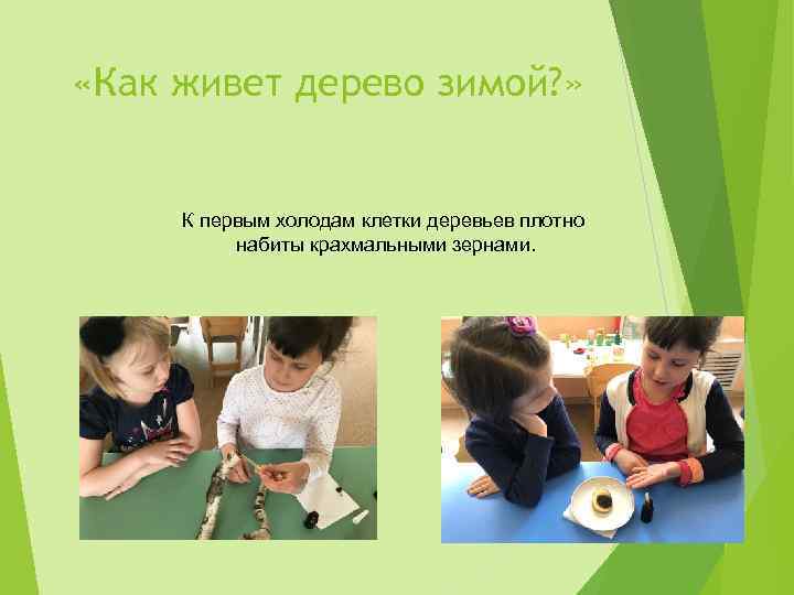  «Как живет дерево зимой? » К первым холодам клетки деревьев плотно набиты крахмальными