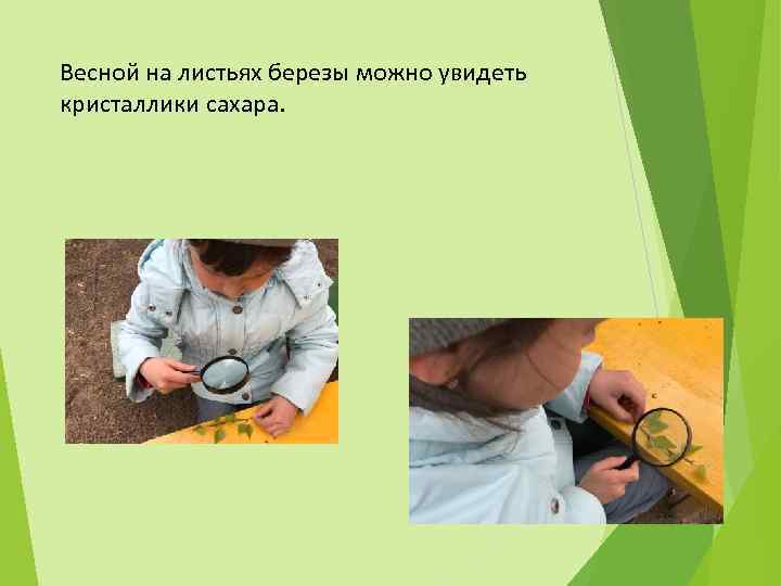 Весной на листьях березы можно увидеть кристаллики сахара. 