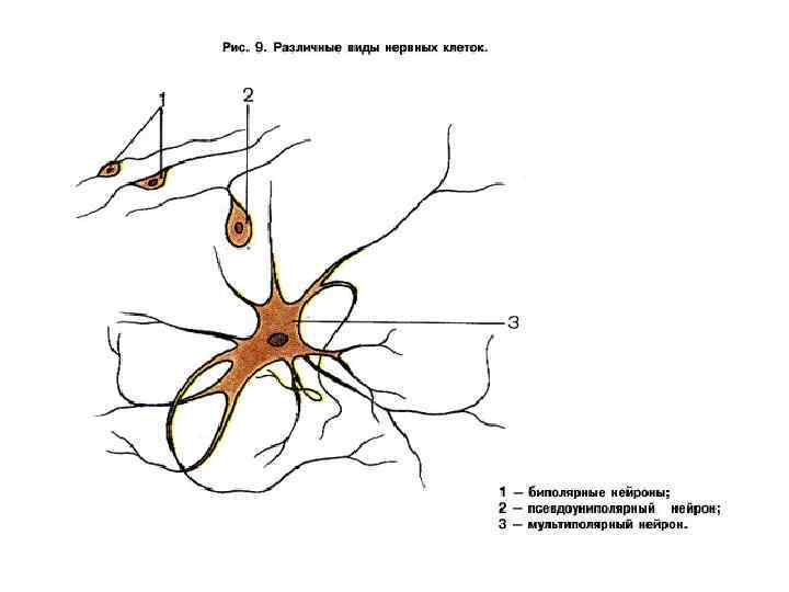 Классификация нейронов • По функциональному признаку • Афферентные (Рецепторные)– чувствительные • Эфферентные – двигательные