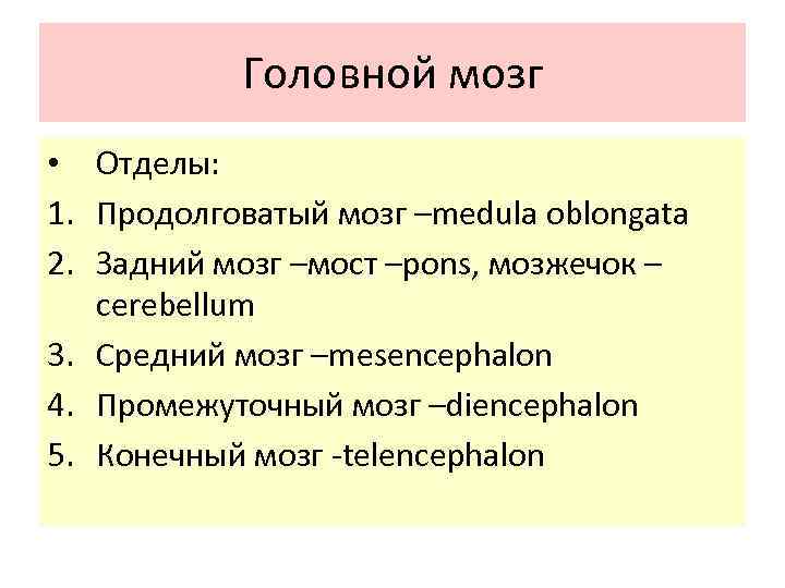 Головной мозг • Отделы: 1. Продолговатый мозг –medula oblongata 2. Задний мозг –мост –pons,