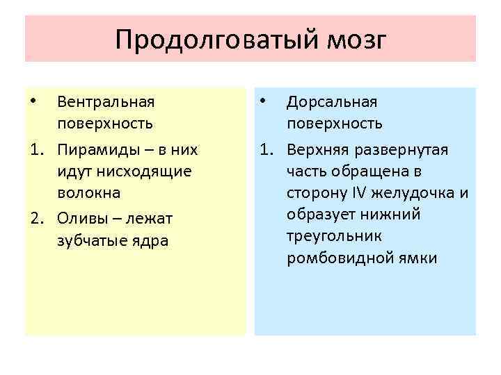 Продолговатый мозг Вентральная поверхность 1. Пирамиды – в них идут нисходящие волокна 2. Оливы