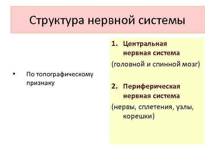 Структура нервной системы 1. Центральная нервная система (головной и спинной мозг) • По топографическому