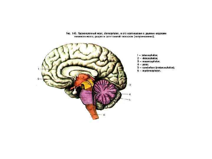 Схема развития головного мозга