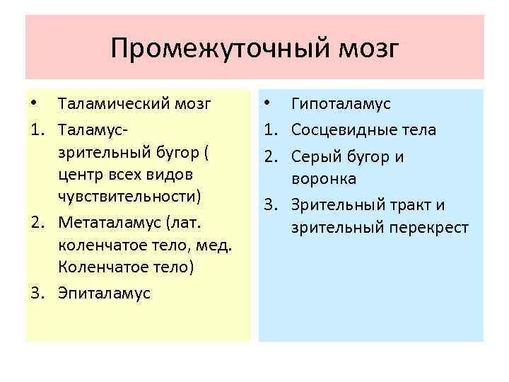 Промежуточный мозг • Таламический мозг 1. Таламусзрительный бугор ( центр всех видов чувствительности) 2.