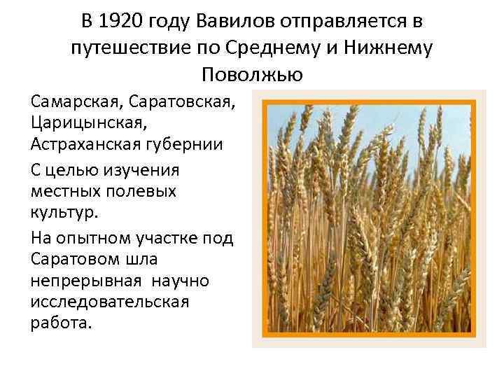 В 1920 году Вавилов отправляется в путешествие по Среднему и Нижнему Поволжью Самарская, Саратовская,