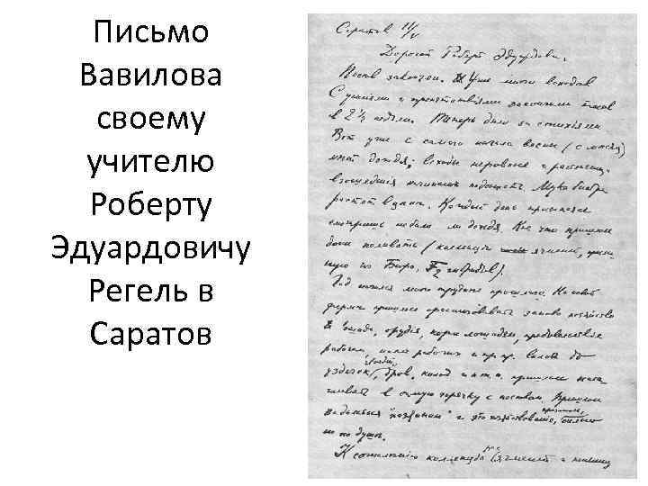 Письмо Вавилова своему учителю Роберту Эдуардовичу Регель в Саратов 
