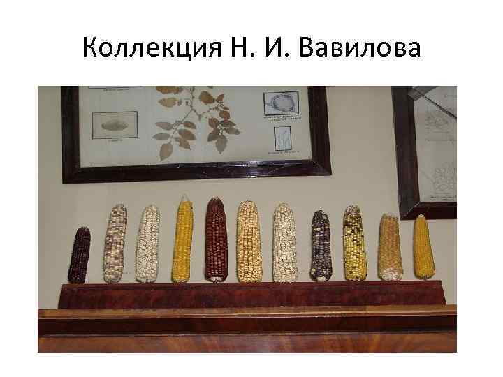 Коллекция Н. И. Вавилова 