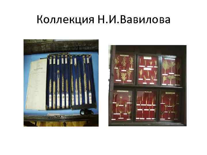 Коллекция Н. И. Вавилова 