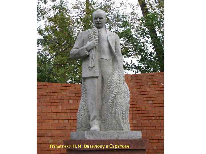 Памятник Н. И. Вавилову в Саратове 