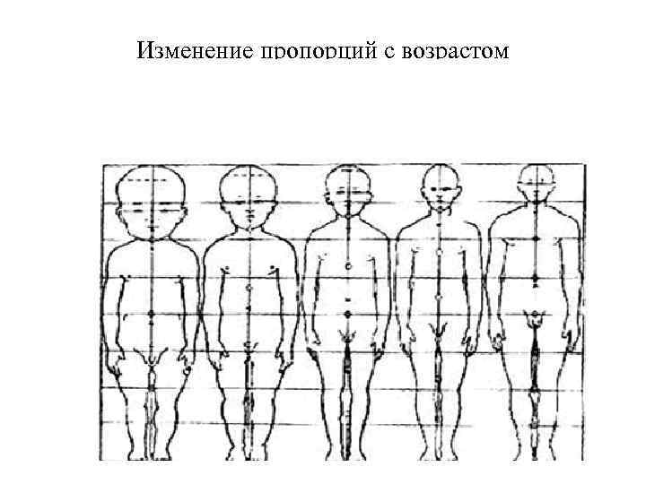 Изменение пропорций с возрастом 