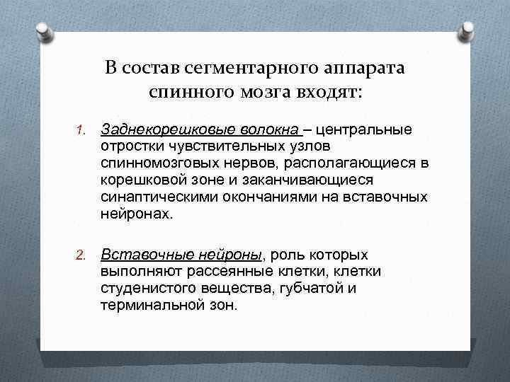 В состав сегментарного аппарата спинного мозга входят: 1. Заднекорешковые волокна – центральные отростки чувствительных