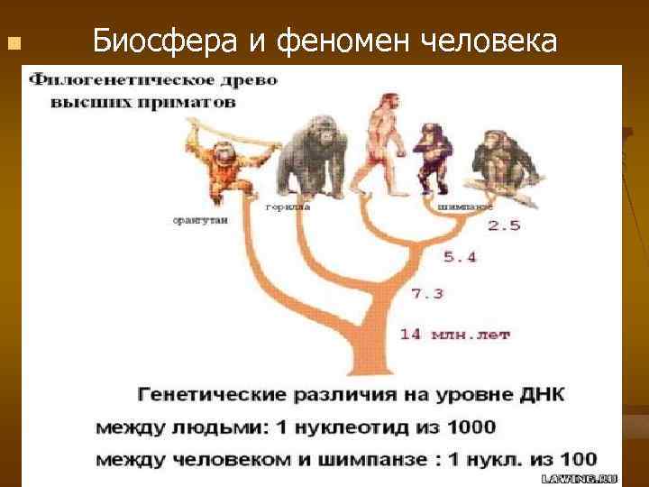 Человек в биосфере ответ