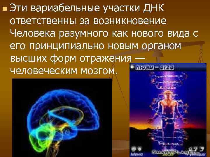 n Эти вариабельные участки ДНК ответственны за возникновение Человека разумного как нового вида с