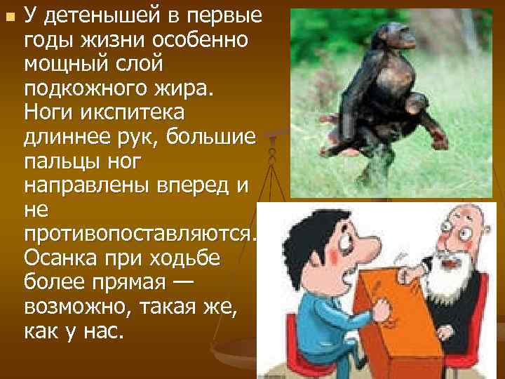 n У детенышей в первые годы жизни особенно мощный слой подкожного жира. Ноги икспитека