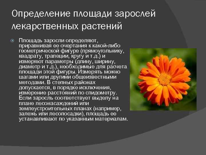 Определение площади зарослей лекарственных растений Площадь заросли определяют, приравнивая ее очертания к какой-либо геометрической