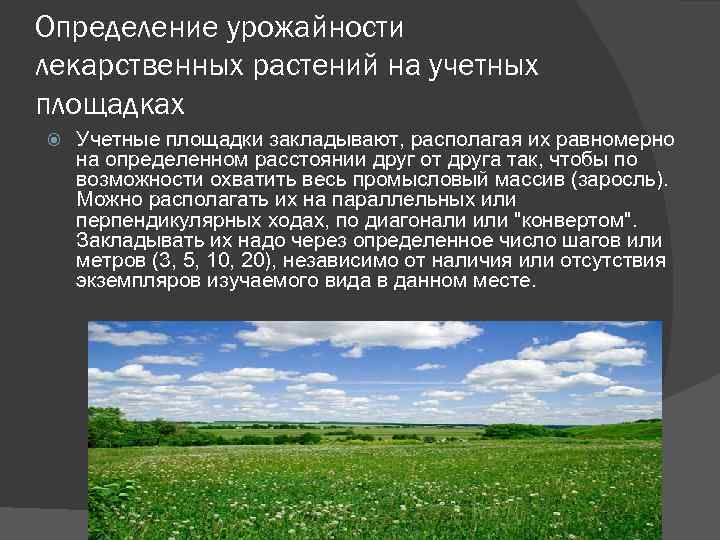 Определение урожайности лекарственных растений на учетных площадках Учетные площадки закладывают, располагая их равномерно на