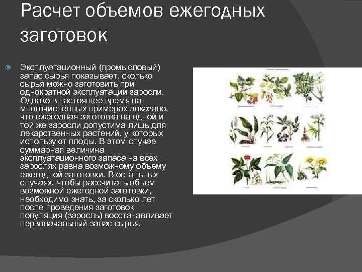 Расчет объемов ежегодных заготовок Эксплуатационный (промысловый) запас сырья показывает, сколько сырья можно заготовить при