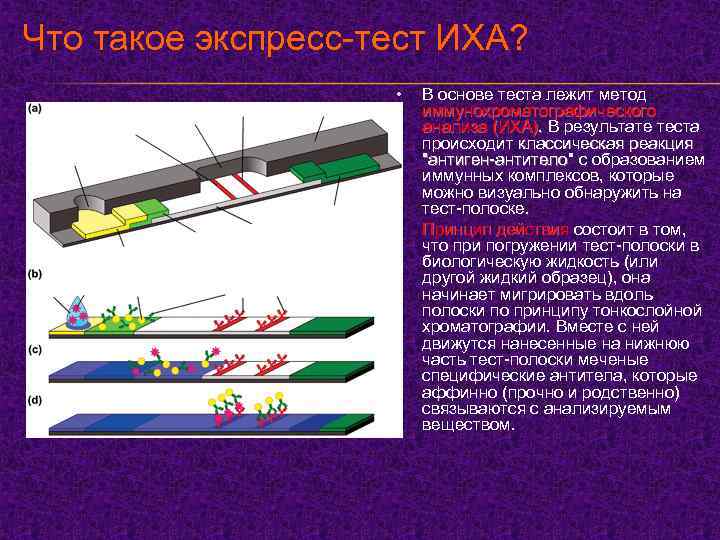 Что такое экспресс-тест ИХА? • • В основе теста лежит метод иммунохроматографического анализа (ИХА).