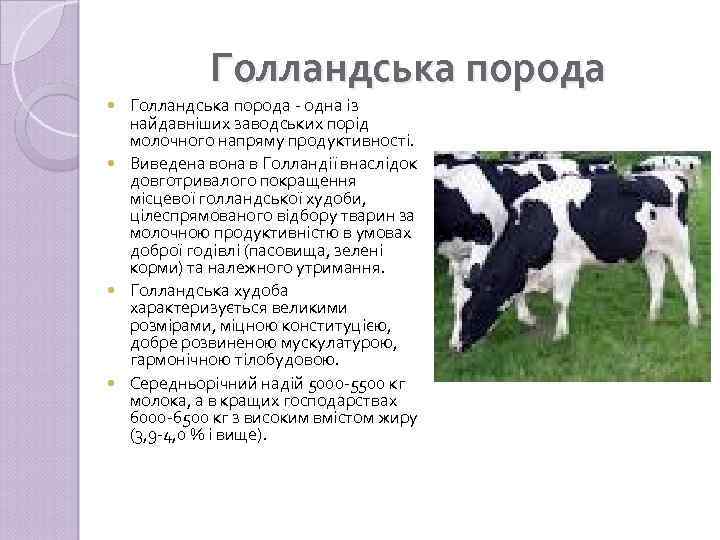 Голландська порода - одна із найдавніших заводських порід молочного напряму продуктивності. Виведена вона в