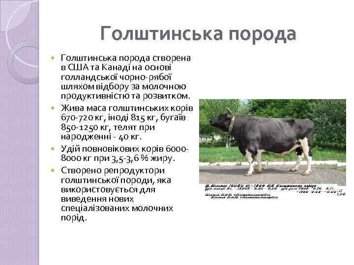 Голштинська порода створена в США та Канаді на основі голландської чорно-рябої шляхом відбору за