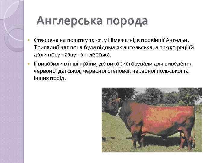 Англерська порода Створена на початку 19 ст. у Німеччині, в провінції Ангельн. Тривалий час