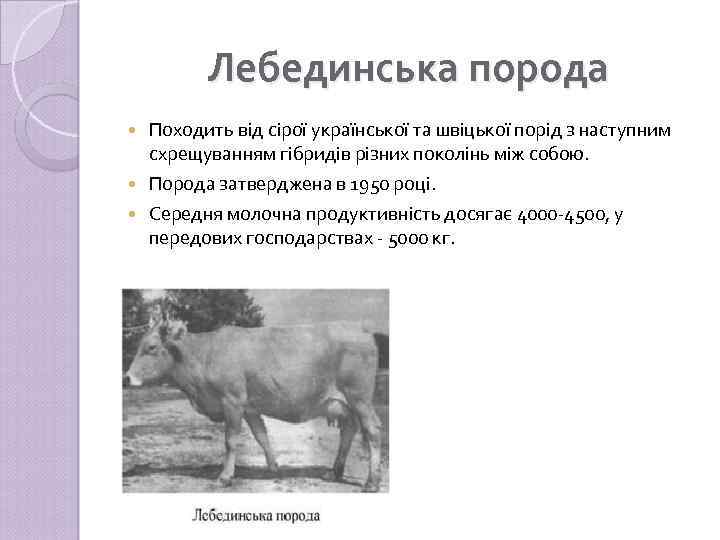 Лебединська порода Походить від сірої української та швіцької порід з наступним схрещуванням гібридів різних