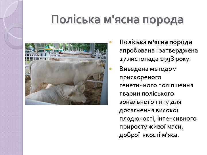 Поліська м'ясна порода апробована і затверджена 27 листопада 1998 року. Виведена методом прискореного генетичного