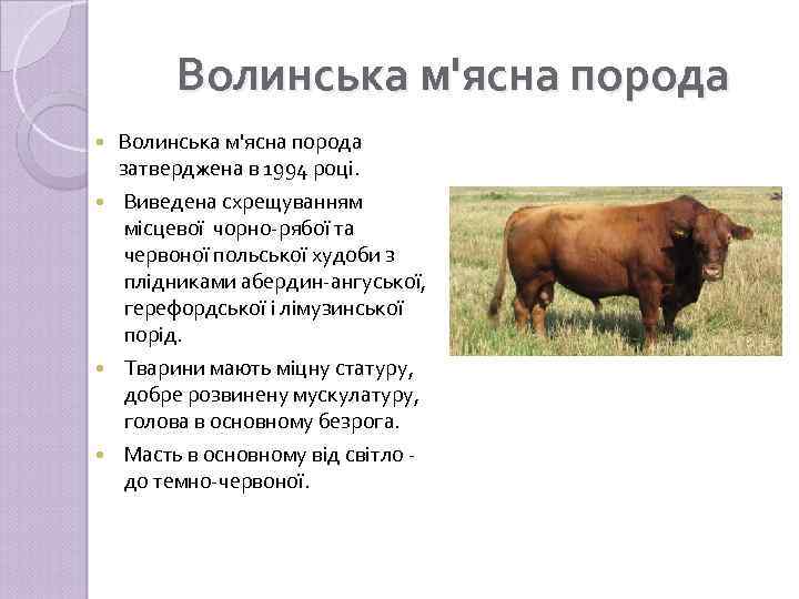 Волинська м'ясна порода затверджена в 1994 році. Виведена схрещуванням місцевої чорно-рябої та червоної польської