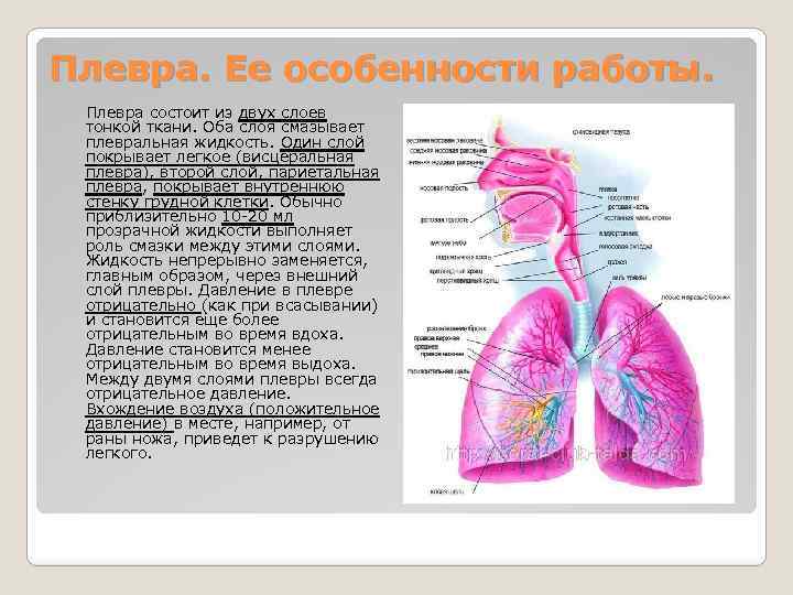 Плевра. Ее особенности работы. Плевра состоит из двух слоев тонкой ткани. Оба слоя смазывает