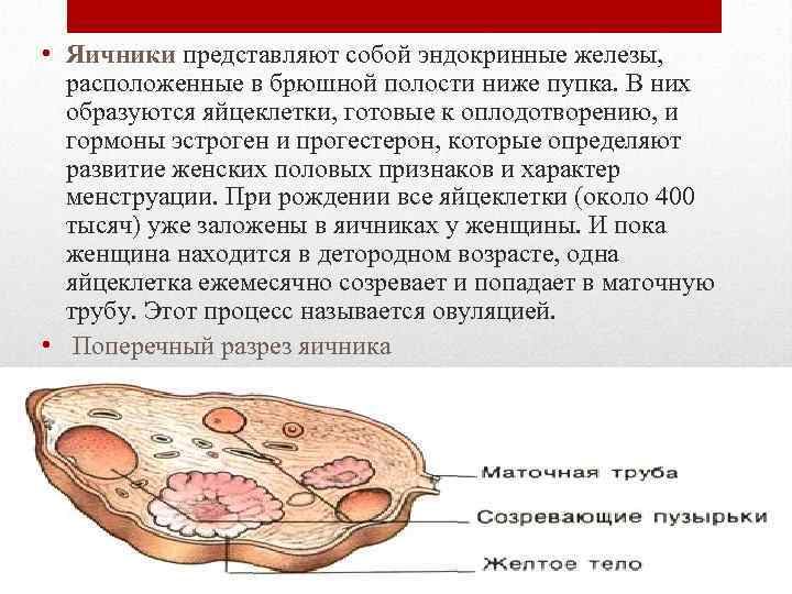 Яичники железы внутренней секреции