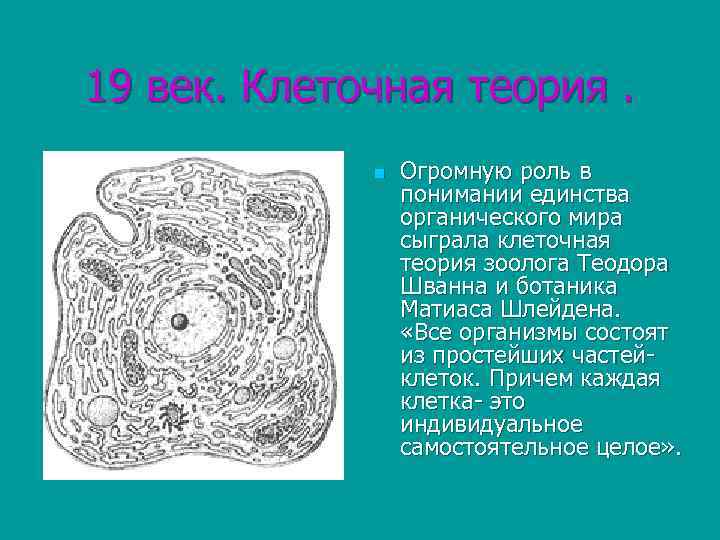 19 век. Клеточная теория. n Огромную роль в понимании единства органического мира сыграла клеточная
