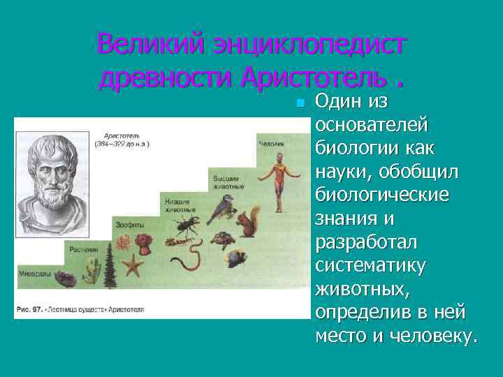 Великий энциклопедист древности Аристотель. n Один из основателей биологии как науки, обобщил биологические знания