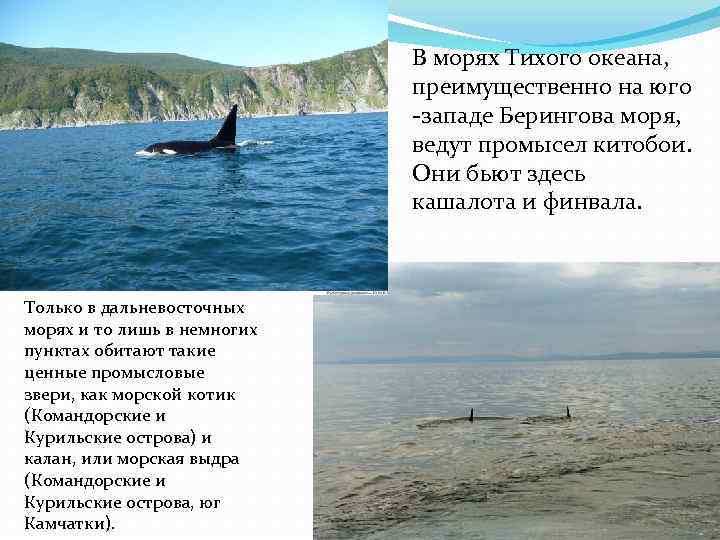 Берингово море описание по плану 9 класс - 93 фото