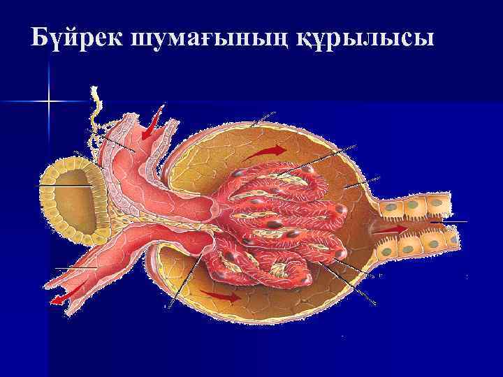 Бүйрек шумағының құрылысы 