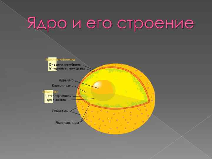 Презентация на тему ядро клетки