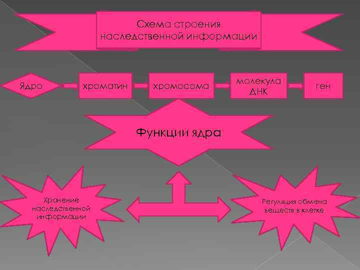 Схема строения наследственной информации Ядро хроматин хромосома молекула ДНК ген Функции ядра Хранение наследственной