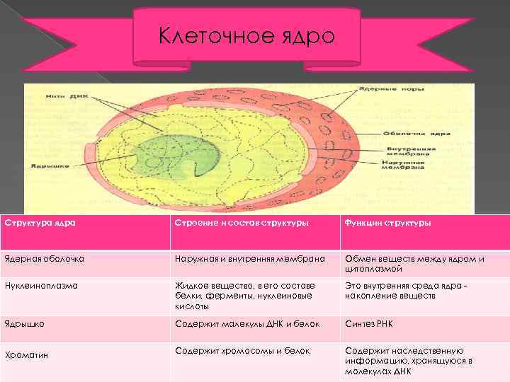 Ядро кратко. Ядро и ядрышко клетки. Ядро и его структуры. Клеточное ядро его структура и функции. Локализация ядра в клетке.