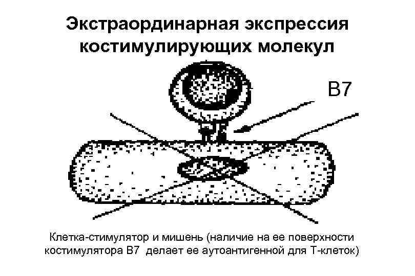 Экстраординарная экспрессия костимулирующих молекул В 7 Клетка-стимулятор и мишень (наличие на ее поверхности костимулятора