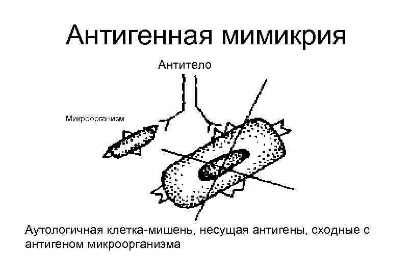 Микробного антагонизма схема