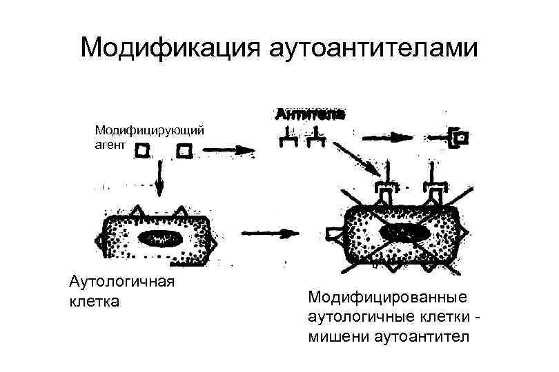 Модификация аутоантителами Модифицирующий агент Аутологичная клетка Модифицированные аутологичные клетки - мишени аутоантител 