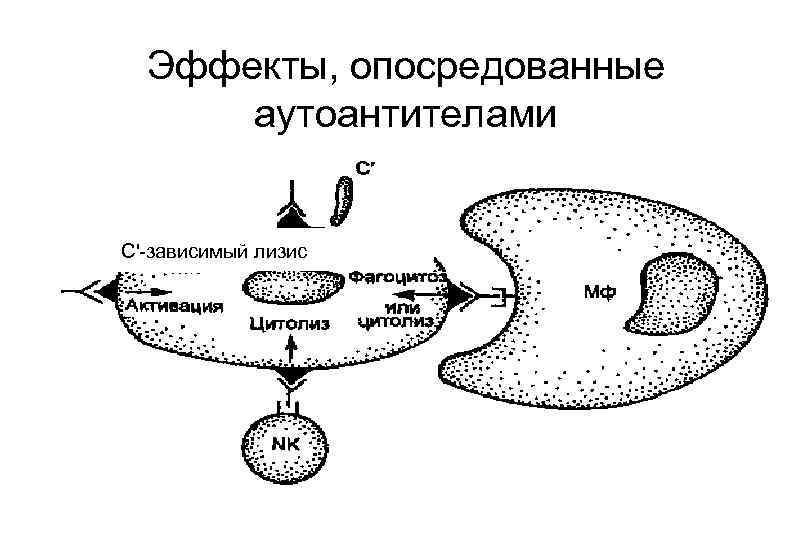 Эффекты, опосредованные аутоантителами С'-зависимый лизис 