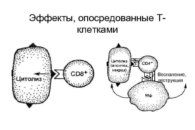 Эффекты, опосредованные Тклетками Воспаление, деструкция 