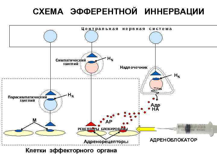 Схема структуры эфферентной иннервации