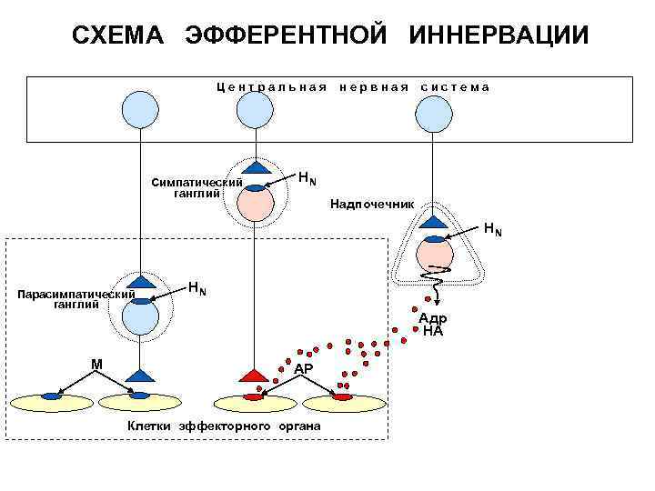 Эфферентная терапия