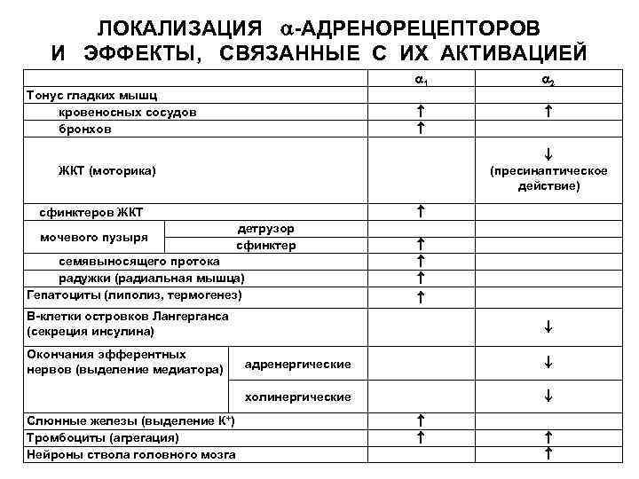 ЛОКАЛИЗАЦИЯ -АДРЕНОРЕЦЕПТОРОВ И ЭФФЕКТЫ, СВЯЗАННЫЕ С ИХ АКТИВАЦИЕЙ 1 Тонус гладких мышц кровеносных сосудов