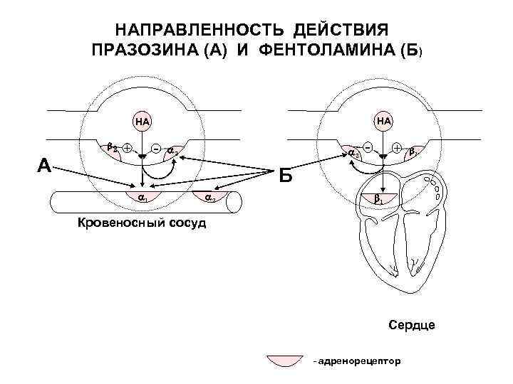 НАПРАВЛЕННОСТЬ ДЕЙСТВИЯ ПРАЗОЗИНА (А) И ФЕНТОЛАМИНА (Б) НА НА А 2 - + 2