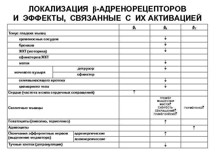 ЛОКАЛИЗАЦИЯ β-АДРЕНОРЕЦЕПТОРОВ И ЭФФЕКТЫ, СВЯЗАННЫЕ С ИХ АКТИВАЦИЕЙ 3 Тонус гладких мышц кровеносных сосудов