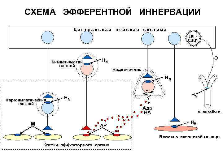 СХЕМА ЭФФЕРЕНТНОЙ ИННЕРВАЦИИ Центральная нервная система ДЦ Симпатический ганглий НN Надпочечник НN Парасимпатический ганглий